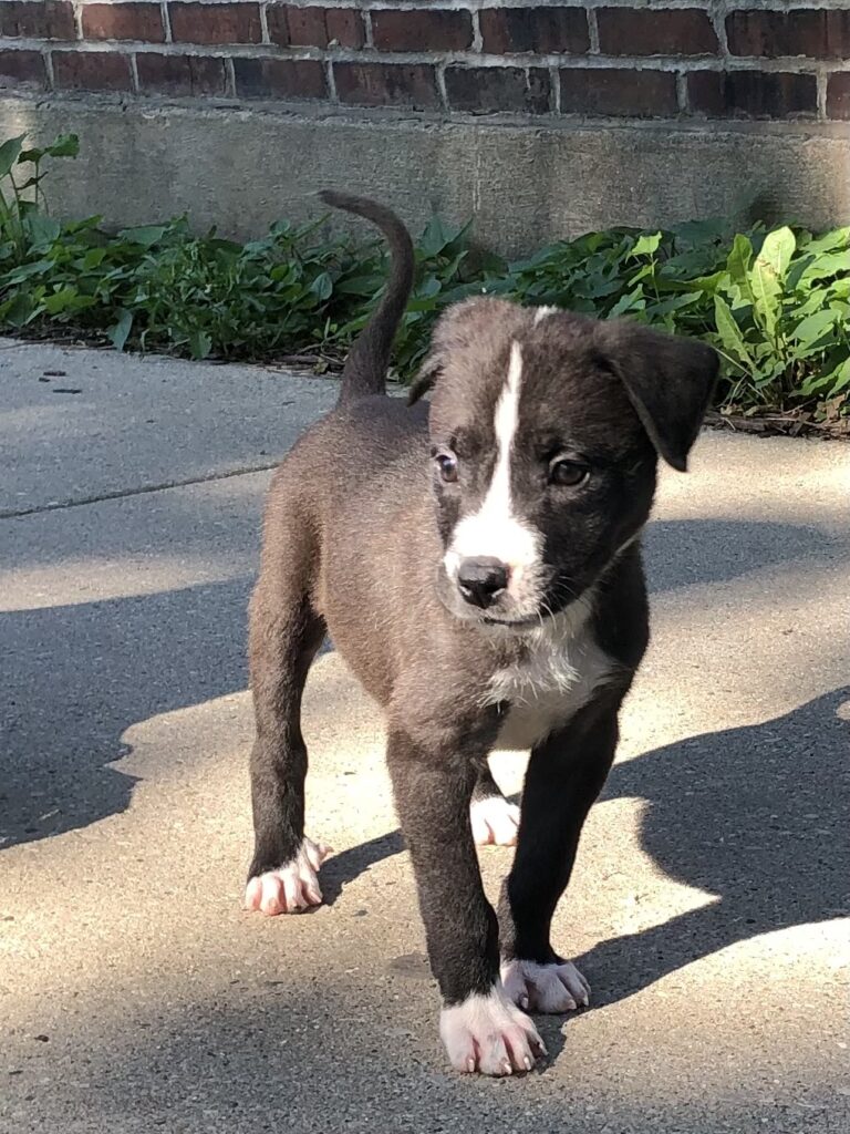 a small black puppy with white markings